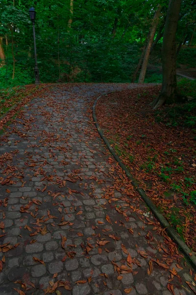 Fotografía Vertical Carretera Pie Parque Octubre Con Hojas Que Caen —  Fotos de Stock