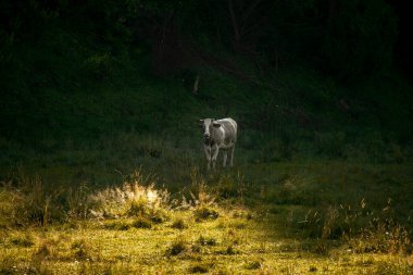 İnek otlağı bahar zamanı güneş ışığı ve gölge sınır manzaralı kırsal arazi çevresi manzaralı