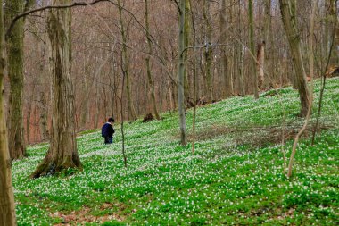 Yalnız adamın barışçıl hissi ilkbahar zamanı çıplak ağaçlar ve çiçek açan çayırlarla huzurlu ormanlık alana geri dönüyor.