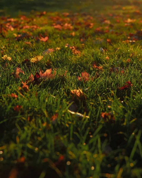 Majestätische Oktober Warmes Sonnenlicht Auf Graswiese Mit Fallenden Herbstjahreszeiten Blätter — Stockfoto