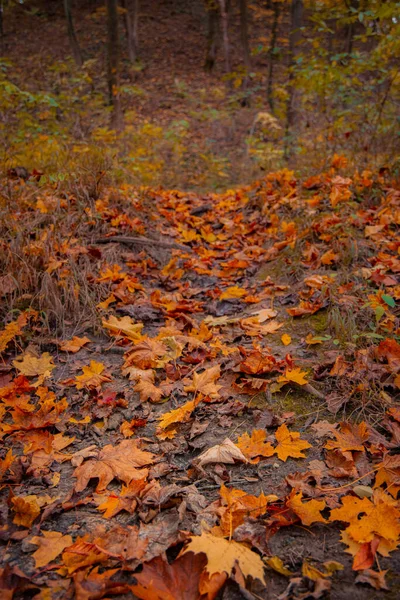 Vertikale Fotografie Von Fallenden Blättern Wald Herbstzeit Atmosphäre — Stockfoto