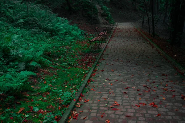 Zaczarowany Głęboki Park Wiecznie Zielonymi Roślinami Trawą Oraz Jesiennymi Opadającymi — Zdjęcie stockowe