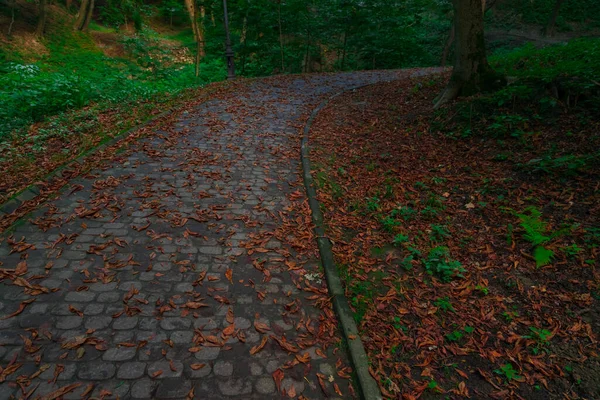 Malebné Říjen Park Pěšina Cesta Padajícím Listím Zemi Soumrak Atmosférické — Stock fotografie