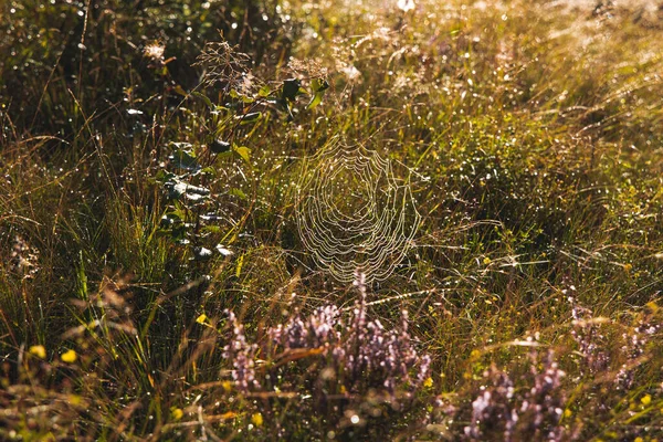 Павутинна Павутина Пустелі Луговий Простір Трави — стокове фото