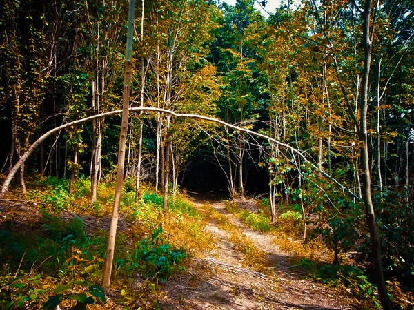 Forest in Khmelnitskiy region — Stock Photo, Image
