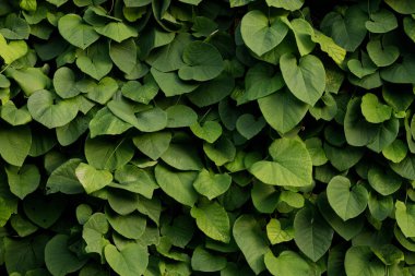 green leaf bush plant foliage natural floral background simple view concept