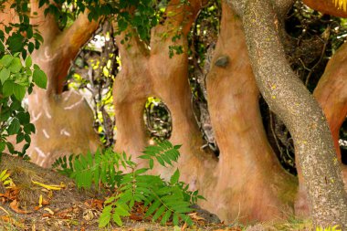 Orman ormanları ağaç kabuğu kıvrımlı çizgiler yaz mevsimi yerel mekanlar doğal çevre arka planı