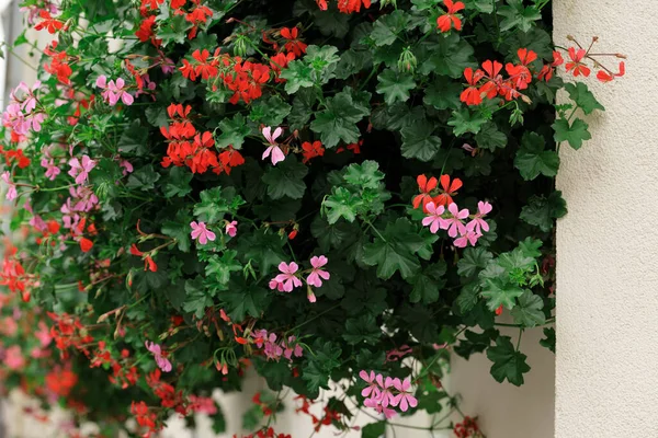 Vazodaki bahar çiçekleri dış duvarda asılı duran bir nesnede.