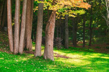 Ormanın kenarındaki çimenler ormandaki görkemli sabah güneşinin doğuşu doğal sahne huzurlu bahar mevsimi güneşli ortam