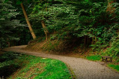 Ulusal Park Orman Alanı Çevre Alanı Daimi Yeşil Ladin Ağaçları ve Yürümek için Kavisli Yol