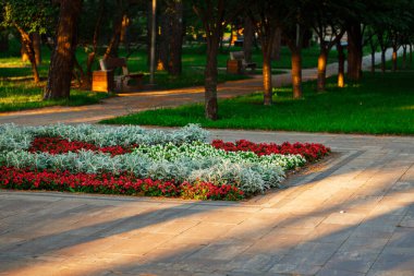 Sabah parkının doğuşu çevre düzenlemesi yol meydanı çiçek tomurcukları çiçekler kırmızı ve yeşil renkler Nisan ayı bahar mevsimi