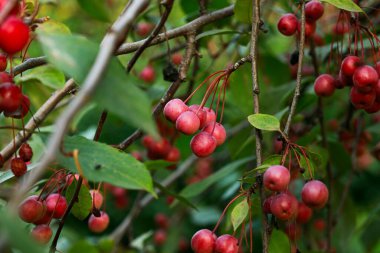 Böğürtlen, bahar çiçeği, doğal yabani tohum nesneleri, ağaç, ince odak noktası.