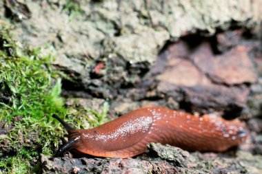 Karasal bir gastropod yumuşakçasının detaylı bir görüntüsü. Antenleri genişletilmiş, dokulu, nemli bir orman zemininde geziniyor.