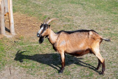 Bu evcil keçi, boynuzları ve tüylü paltosuyla bilinen bir çiftlik hayvanıdır.