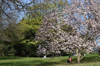 İlkbaharda açan beyaz-pembe ağaçlar