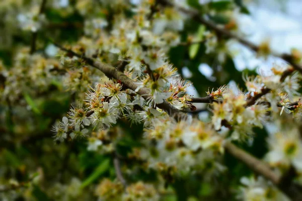 Árboles Florecientes Blancos Primavera —  Fotos de Stock