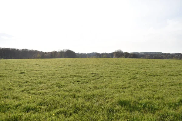 Groen Veld Bij Zonsondergang — Stockfoto