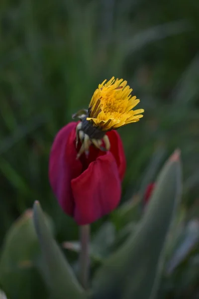 Dente Leão Florescente Tulipa Vermelha — Fotografia de Stock