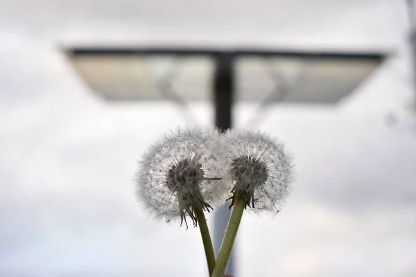 太陽電池パネルの背景にあるタンポポは — ストック写真