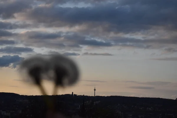 Diente León Fondo Puesta Sol Noche — Foto de Stock