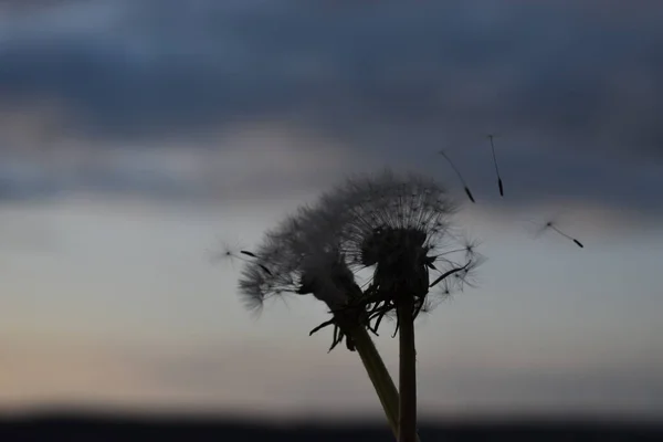 夕日を背景にタンポポは — ストック写真