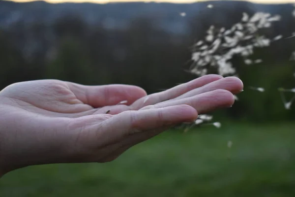 Dandelions Gust Wind Palm Your Hand — Stock Photo, Image