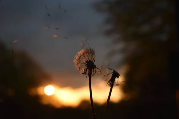 Dandelion Background Sunset — Stock Photo, Image