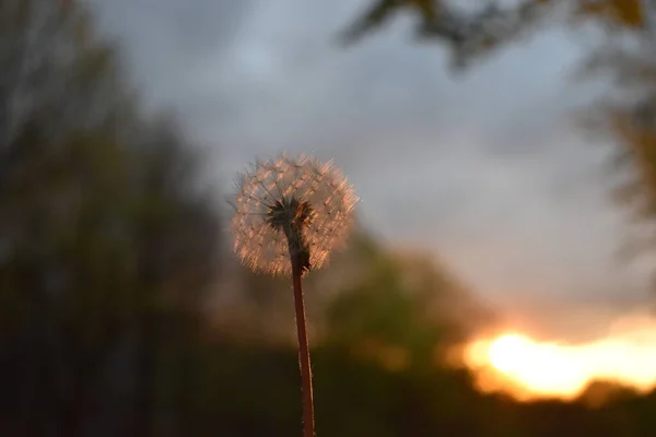 Dandelion Background Sunset — Stock Photo, Image