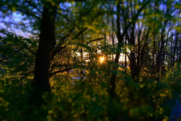 Hermosa Puesta Sol Parque Ciudad — Foto de Stock