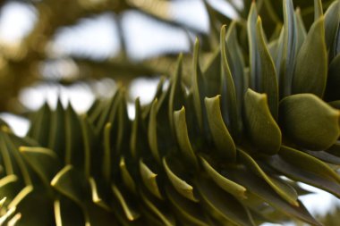 Egzotik ağacın ilginç yaprak dokusu