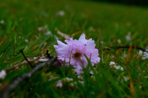 地面に落ちた薄紫色の花 — ストック写真