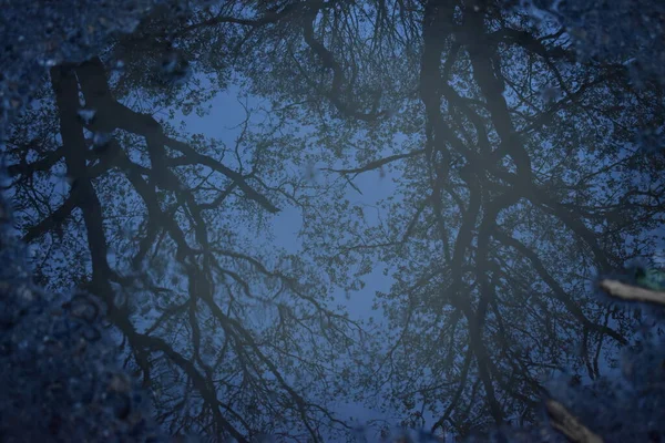 Отражение Деревьев Луже — стоковое фото
