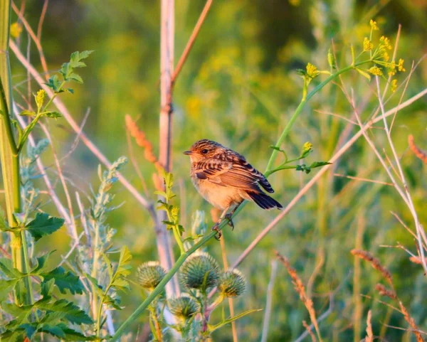 Mały Ptaszek Siedzący Gałęzi — Zdjęcie stockowe
