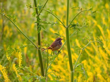 Bir dalda oturan küçük kuş