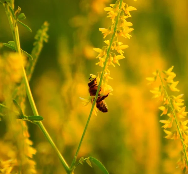 Uma Abelha Numa Flor Amarela — Fotografia de Stock