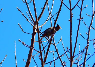 Ağaç dalında oturan küçük bir kuş. Bir kuş ve mavi gökyüzü