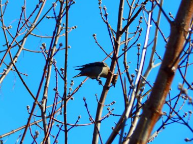 Ağaç dalında oturan küçük bir kuş. Bir kuş ve mavi gökyüzü
