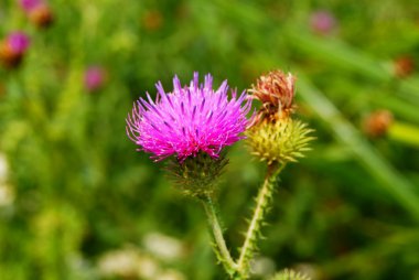 Thistle çiçek