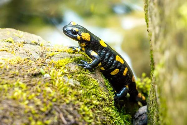 Salamander — Stock Photo, Image