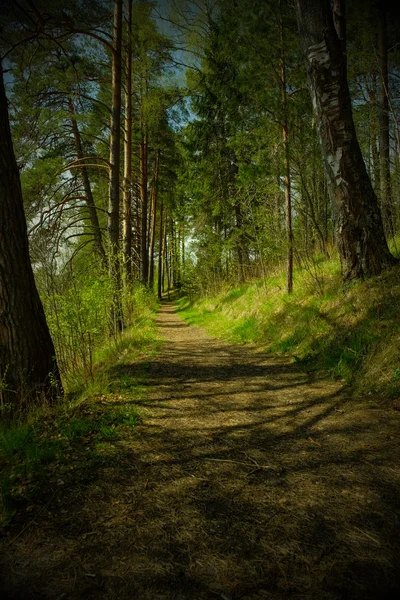 Forest — Stock Photo, Image