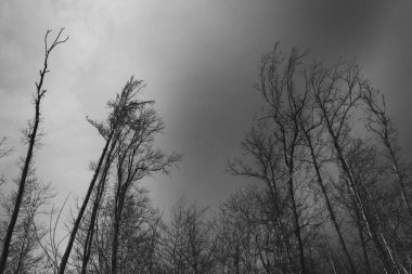 Fırtına bulutlarının arkasındaki ağaçlar