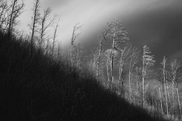 산허리에 나무들은 부분적으로 햇빛을 점없는 하늘로 받았다 — 스톡 사진