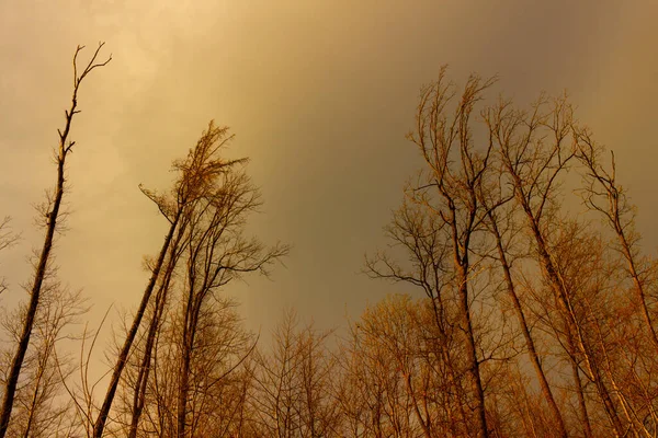 폭풍우를 일으키는 구름을 배경으로 나무들 — 스톡 사진
