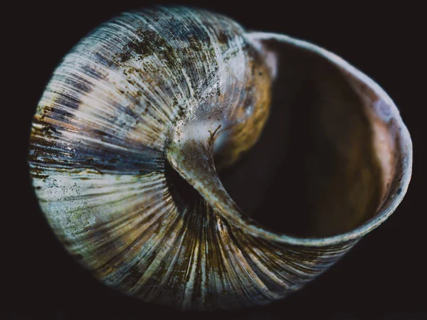 蜗牛壳在近身 工作室里的静物摄影 — 图库照片