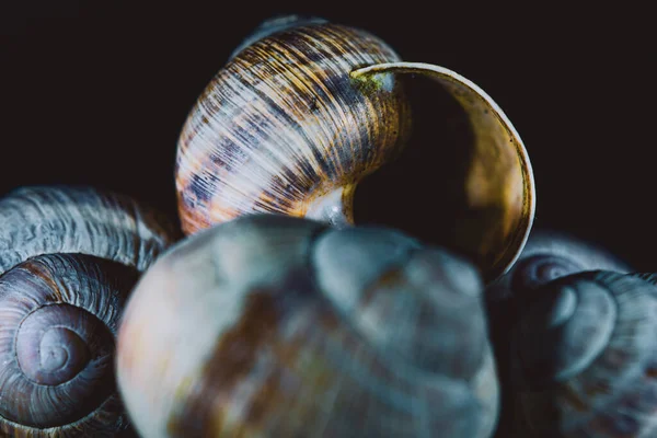 Des Coquilles Escargot Gros Plan Photographie Nature Morte Studio — Photo