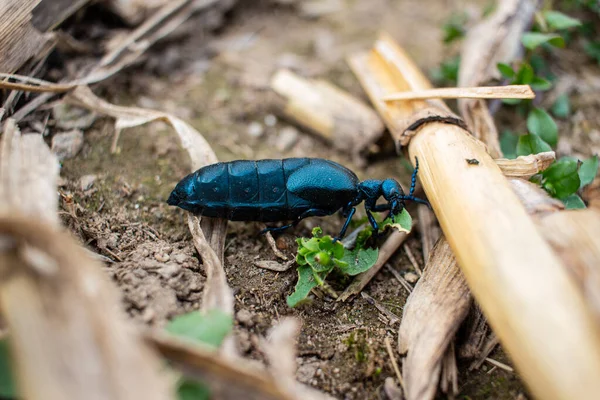 Doğal ortamda menekşe yağı böceğine yakın çekim. Meloe ihlali