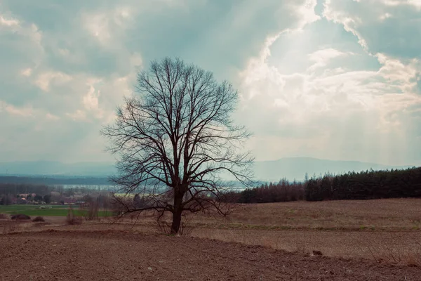 Árvore Solitária Campo — Fotografia de Stock