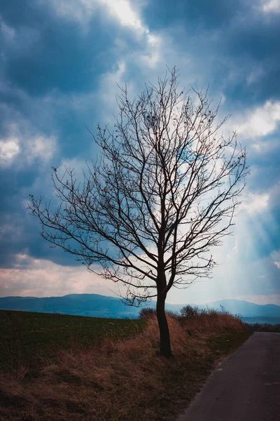 Einsamer Baum Der Bergstraße Mit Sonnenstrahlen Die Durch Die Wolken — Stockfoto