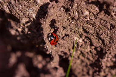Toprağın üzerinde kırmızı uğur böceği