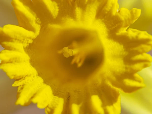 Primer Plano Del Narciso Flor Narcissus Jonquilla — Foto de Stock